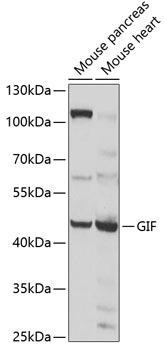 GIF Polyclonal Antibody