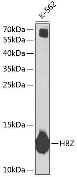 HBZ Polyclonal Antibody