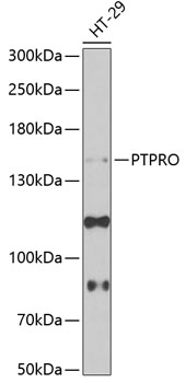 PTPRO Polyclonal Antibody