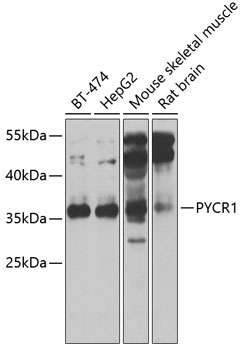 PYCR1 Polyclonal Antibody