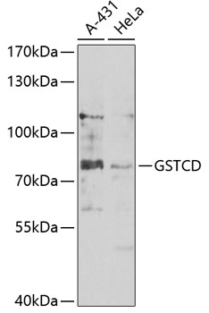 GSTCD Rabbit Polyclonal Antibody