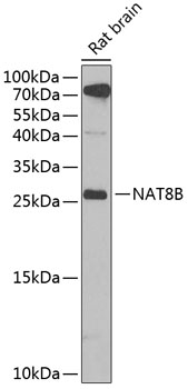 NAT8B Polyclonal Antibody