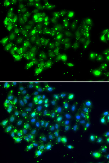 NAT9 Polyclonal Antibody