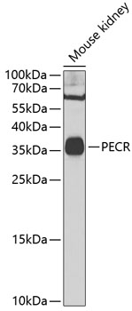 PECR Polyclonal Antibody