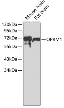 OPRM1 Polyclonal Antibody
