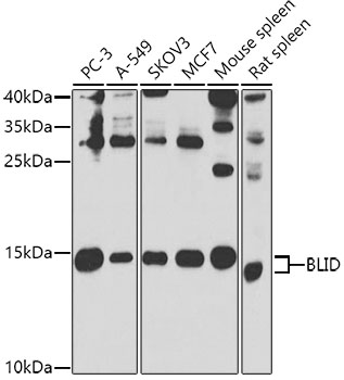 BLID Polyclonal Antibody