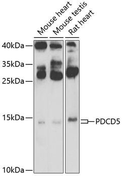 PDCD5 Polyclonal Antibody