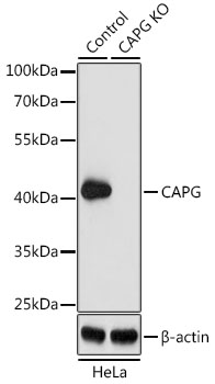 CAPG Polyclonal Antibody