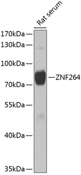 ZNF264 Polyclonal Antibody