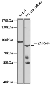 ZNF544 Polyclonal Antibody
