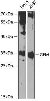 GEM Polyclonal Antibody