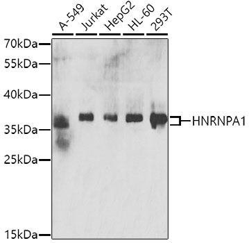 HNRNPA1 Polyclonal Antibody