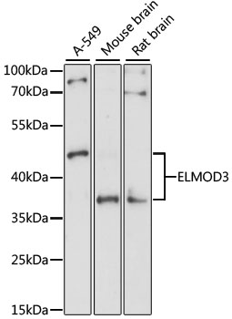 ELMOD3 Polyclonal Antibody