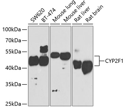CYP2F1 Polyclonal Antibody