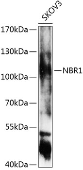 NBR1 Polyclonal Antibody