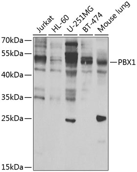 PBX1 Polyclonal Antibody