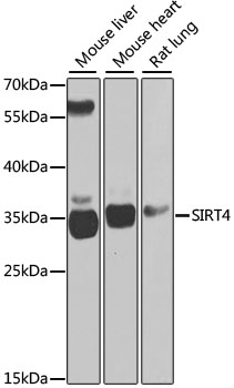 SIRT4 Rabbit Polyclonal Antibody