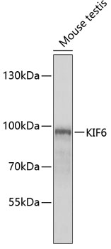 KIF6 Polyclonal Antibody