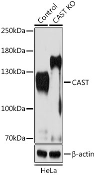 CAST Polyclonal Antibody