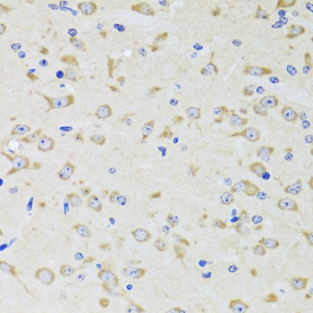 YWHAZ Polyclonal Antibody