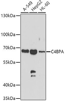 C4BPA Rabbit Polyclonal Antibody
