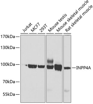 INPP4A Polyclonal Antibody
