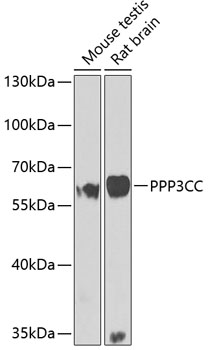 PPP3CC Polyclonal Antibody