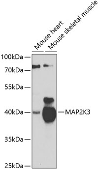 MAP2K3 Polyclonal Antibody