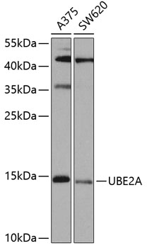 UBE2A Rabbit Polyclonal Antibody
