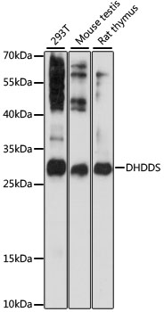 DHDDS Polyclonal Antibody