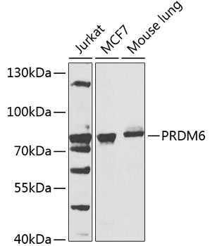 PRDM6 Polyclonal Antibody