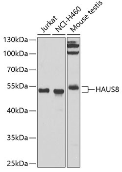 HAUS8 Polyclonal Antibody