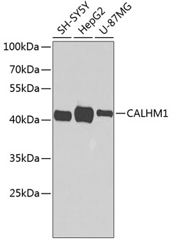 CALHM1 Polyclonal Antibody