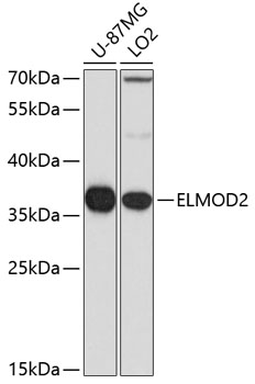 ELMOD2 Polyclonal Antibody