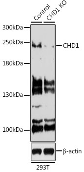 CHD1 Polyclonal Antibody