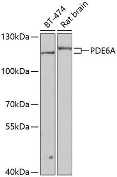 PDE6A Polyclonal Antibody