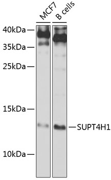 SUPT4H1 Polyclonal Antibody