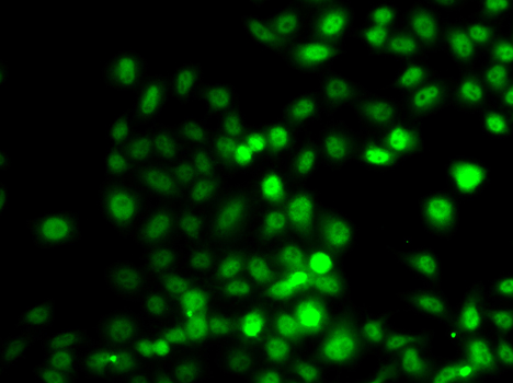 PRDM7 Polyclonal Antibody
