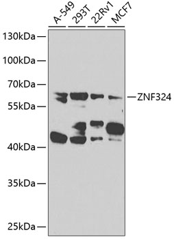 ZNF324 Polyclonal Antibody