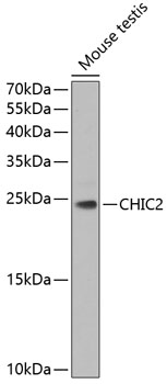 CHIC2 Polyclonal Antibody