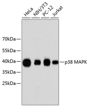 p38 MAPK Polyclonal Antibody