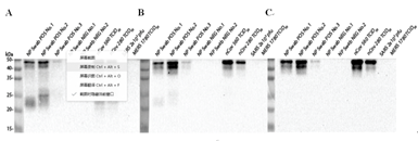 Anti-Nucleocapsid (N) Rabbit Monoclonal Antibody