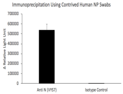 Anti-Nucleocapsid (N) Rabbit Monoclonal Antibody