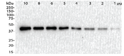 HRP-conjugated goat anti-mouse IgG secondary antibody