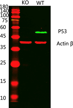 p53(Ab-15) Antibody