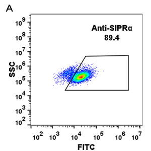 Anti-SIRPα(DM8) antibody, Rabbit mAb