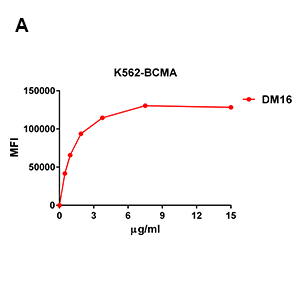 Anti-BCMA antibody(DM16), Rabbit mAb