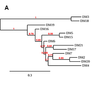 Anti-BCMA antibody(DM16), Rabbit mAb