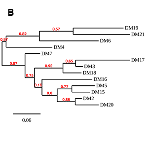 Anti-BCMA antibody(DM16), Rabbit mAb