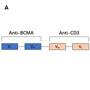 Anti-BCMA bispecific antibody(DM4)